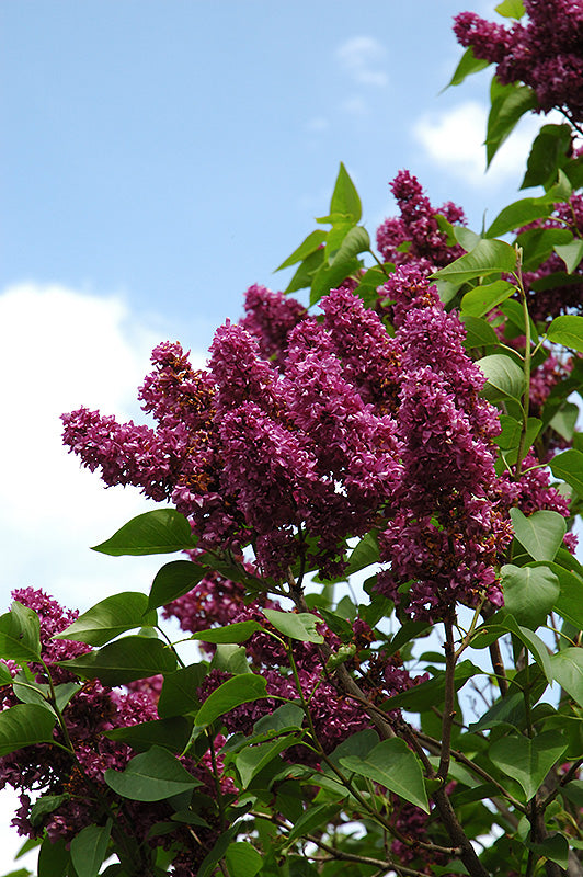 Syringa vulgaris 'Charles Joly' (Charles Joly Lilac)
