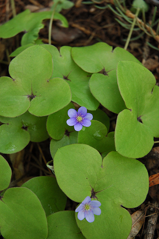 Hepatica nobilis