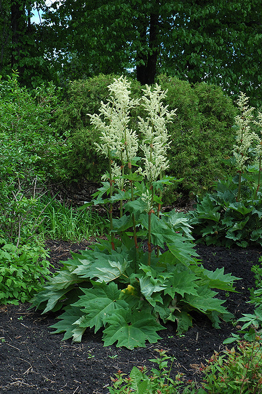 Rheum palmatum var tanguticum (Ornamental Rhubarb)