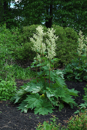 Rheum palmatum var tanguticum (Ornamental Rhubarb)