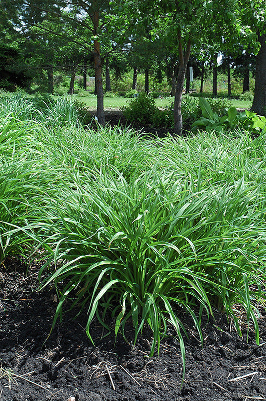 Molinia caerulea 'Moor Grass'
