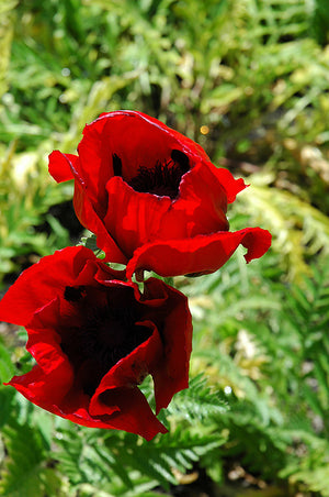 Papaver orientale 'Brilliant' (Brilliant Poppy)