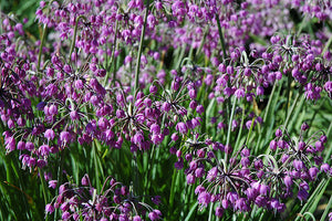 Allium cernuum (Nodding Onion)