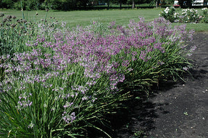 Allium cernuum (Nodding Onion)