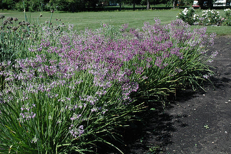 Allium cernuum (Nodding Onion)