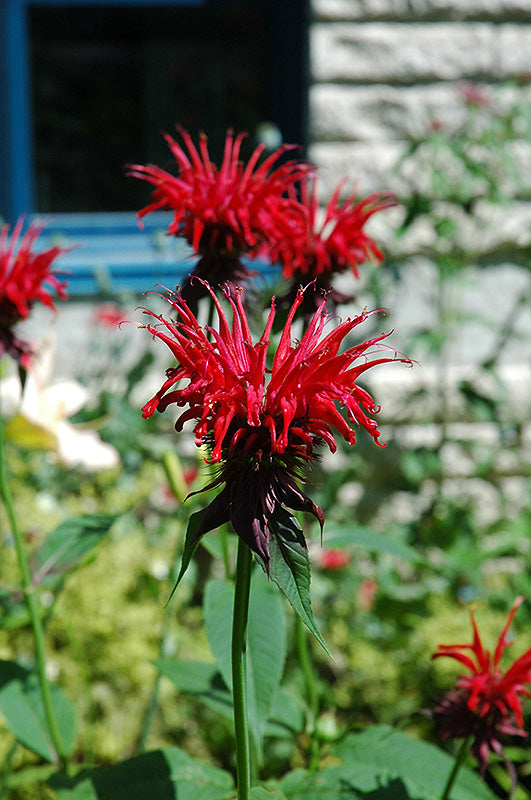 Monarda didyma 'Jacob Cline' (Jacob Cline Beebalm)