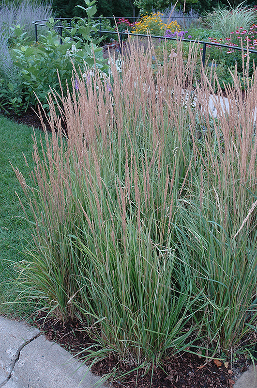 Calamagrostis x acutiflora 'Overdam' (Variegated Reed Grass)