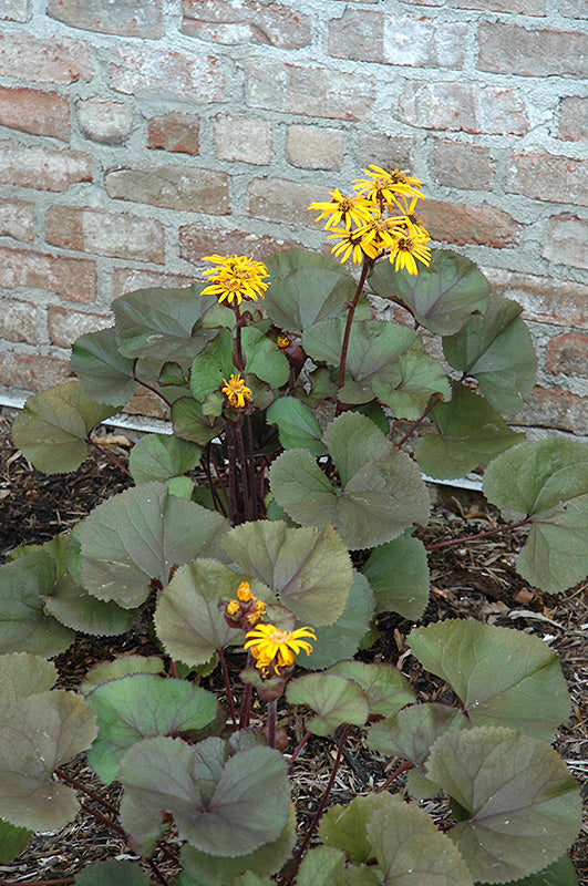 Ligularia dentata 'Britt Marie Crawford' (Britt Marie Crawford Rayflower)