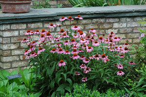 Echinacea purpurea 'Magnus'
