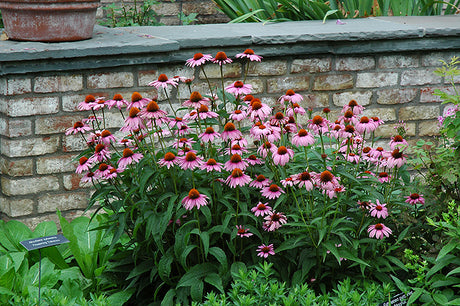 Echinacea purpurea 'Magnus'