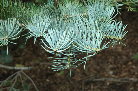 Abies concolor (White Fir)