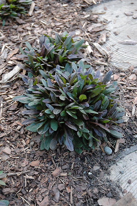 Ajuga reptans 'Chocolate Chip' (Bugleweed)