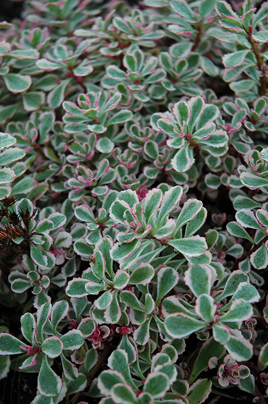 Sedum spurium 'Tricolor' (Tricolor Stonecrop)