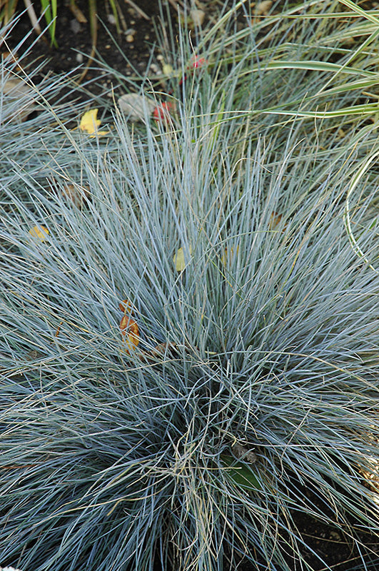 Festuca glauca (Blue Fescue)