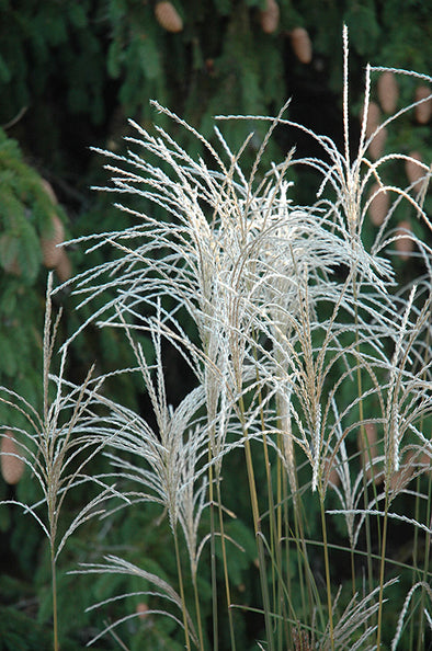 Miscanthus sinensis 'Graziella' (Maiden Grass)