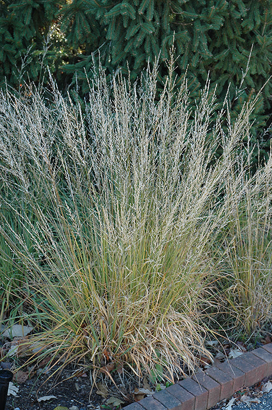 Molinia caerulea 'Moorflame' (Moor Grass)