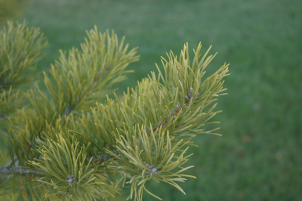 Pinus sylvestris (Scotch Pine)