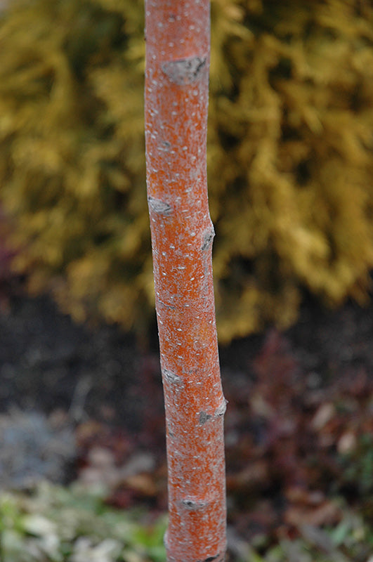 Crataegus mordenensis 'Toba' (Hawthorn)