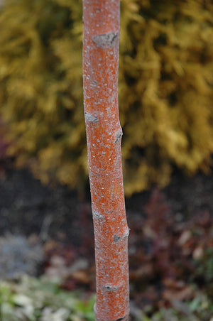 Crataegus mordenensis 'Toba' (Hawthorn)