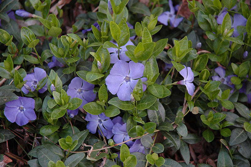 Vinca minor 'Bowles' (Periwinkle)
