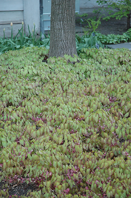 Epimedium rubrum