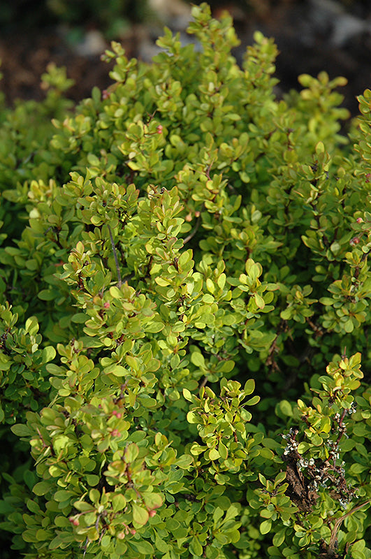Berberis thunbergii 'Golden Nugget' (Barberry)
