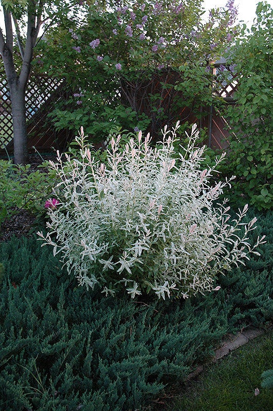 Salix integra 'Hakuro Nishiki' (Tricolor Willow)