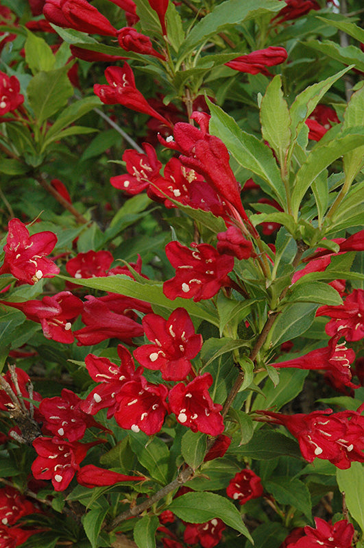 Weigela florida 'Red Prince' (Red Prince Weigela)
