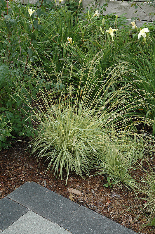 Molinia caerulea 'Variegata' (Moor Grass)