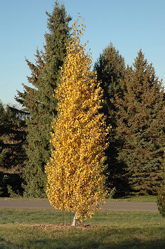 Betula platyphylla 'Fargo' (Dakota Pinnacle Japanese White Birch)