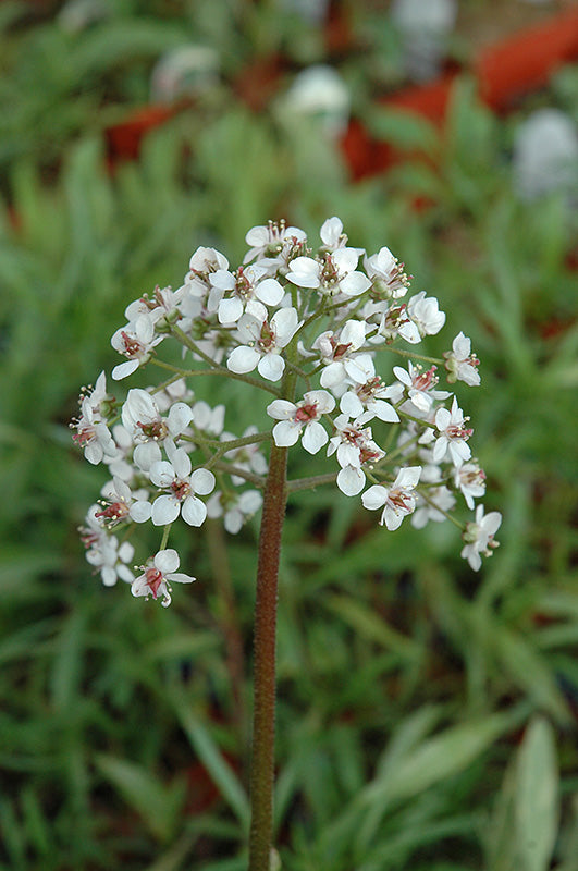 Darmera peltata