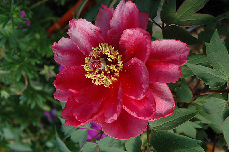 Paeonia suffruticosa 'Shima Nishiki' (Tree peony)