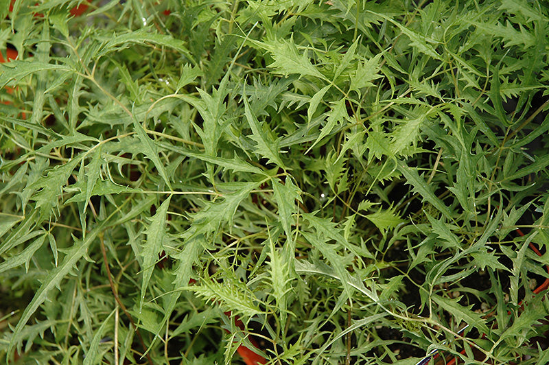 Aruncus dioicus 'Kneffii' (Cutleaf Goatsbeard)
