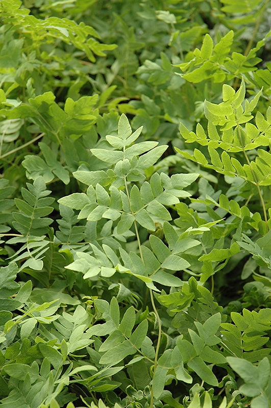 Osmunda regalis (American Royal)