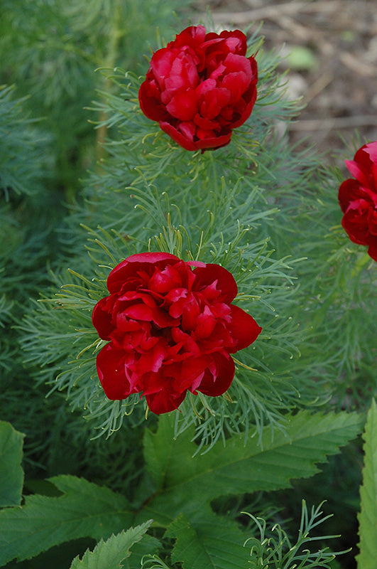 Paeonia tenuifolia 'Rubra Plena' (Double Fernleaf peony)
