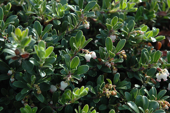 Arctostaphylos uva-ursi 'Massachusetts' (Bearberry)