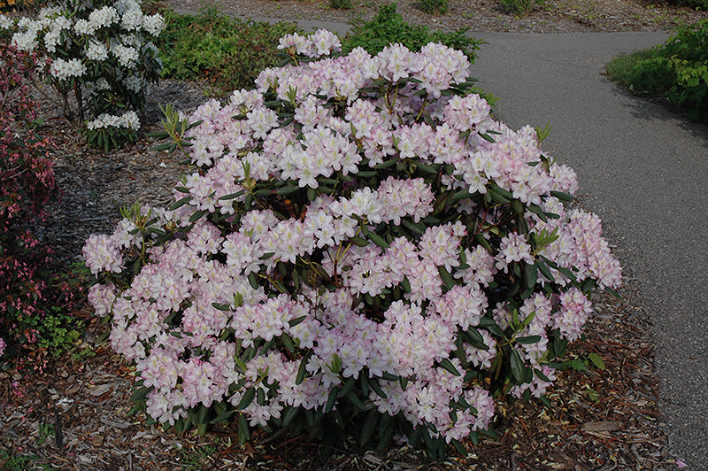 Rhododendron 'Helsinki University'