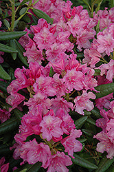 Rhododendron 'Hellikki'