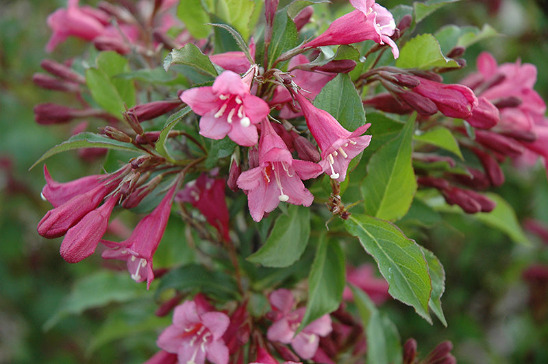 Weigela florida 'Rumba' (Rumba Weigela)