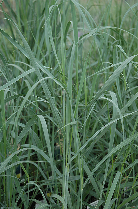Panicum virgatum 'Heavy Metal' (Blue Switch Grass)