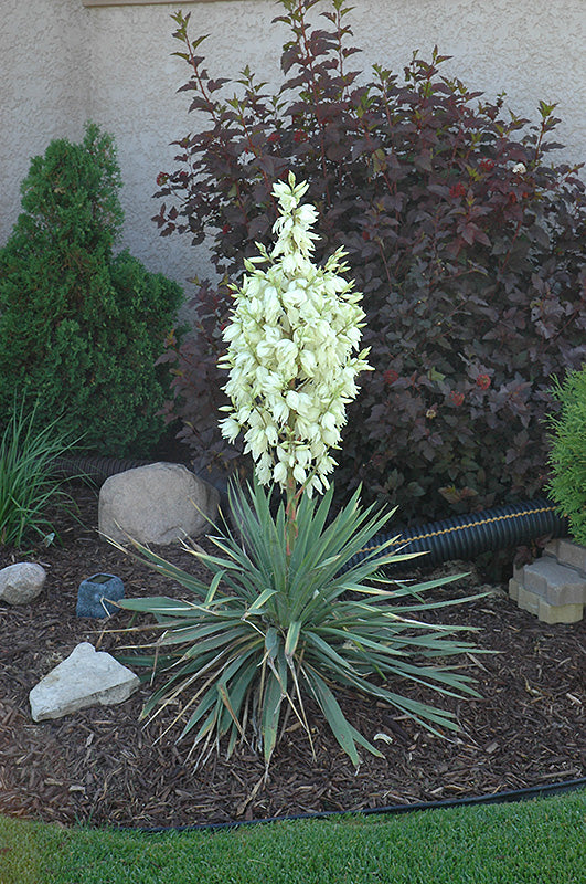 Yucca glauca (Small Soapweed)