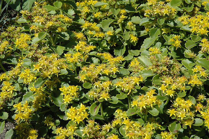 Sedum kamtschaticum 'Golden Carpet' (Golden Carpet Stonecrop)