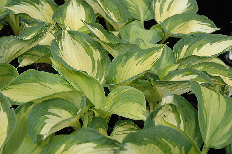 Hosta 'June'
