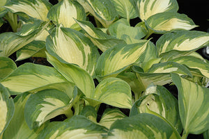 Hosta 'June'