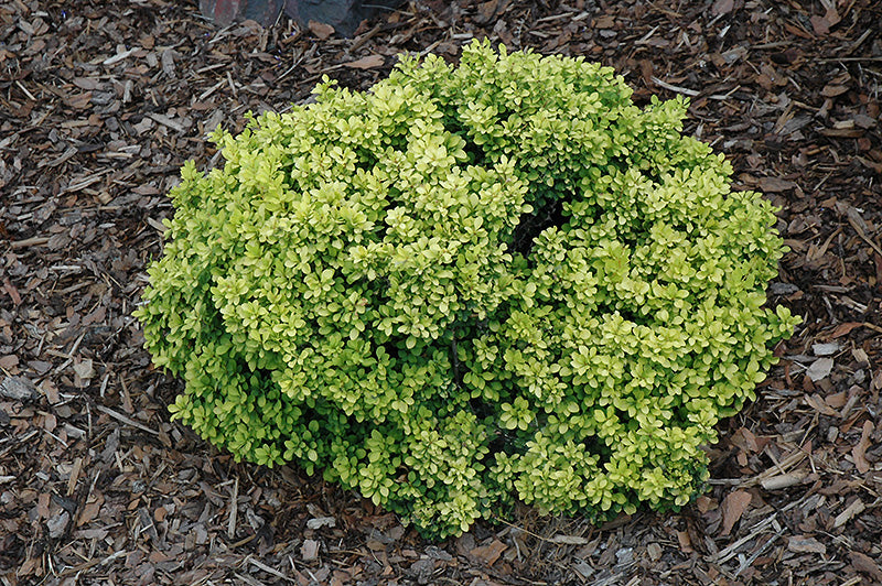 Berberis thunbergii 'Golden Nugget' (Barberry)