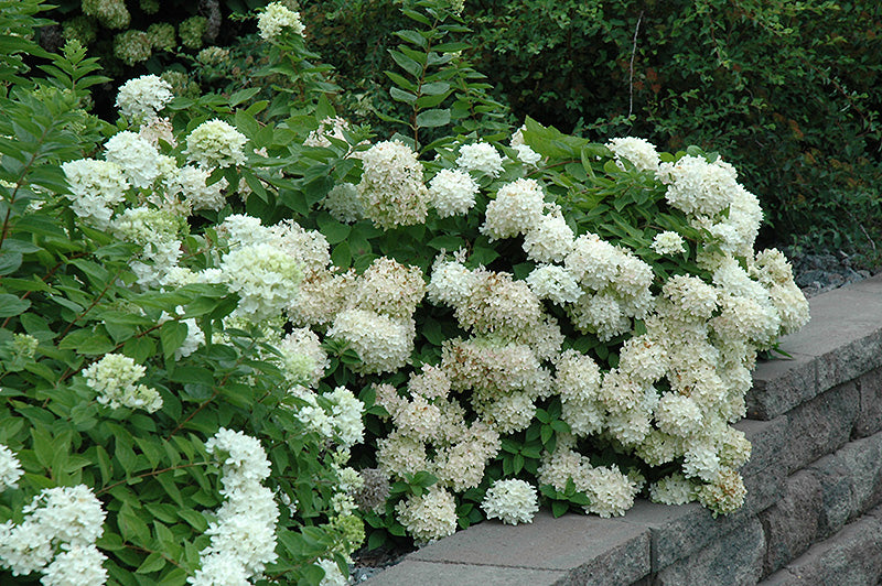 Hydrangea paniculata 'Grandiflora' (Pee Gee Hydrangea)