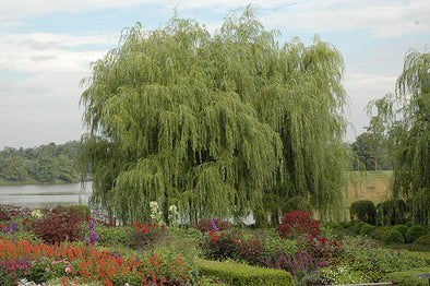Salix alba 'Tristis' (Golden Weeping Willow)