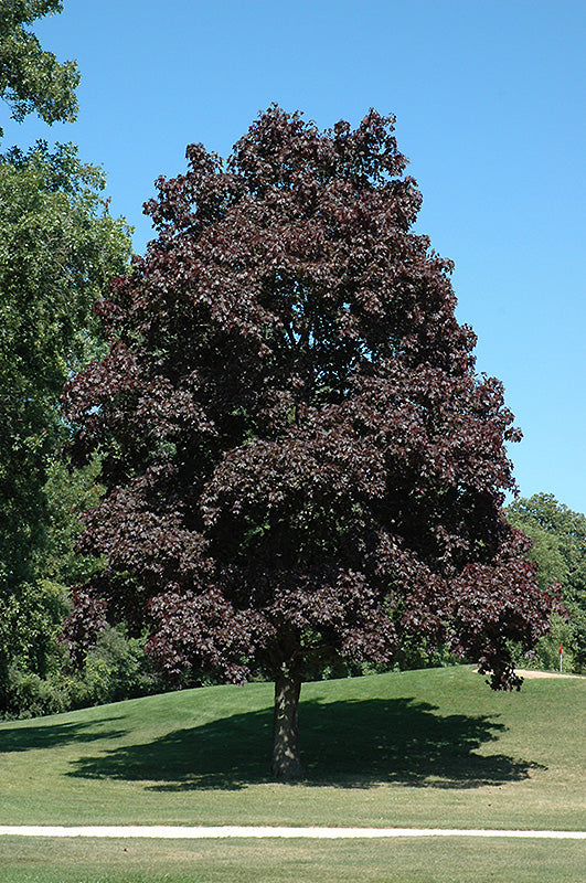 Acer platanoides 'Crimson King' (Norway Maple)