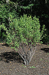 Amelanchier canadensis 'Glennform'(Rainbow Pillar Serviceberry)