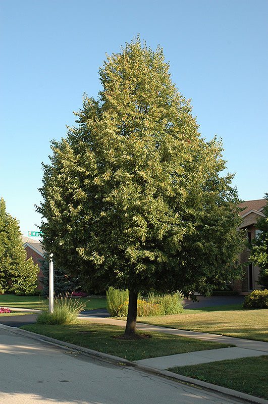Tilia x flavescens 'Glenleven' (Glenleven Linden)